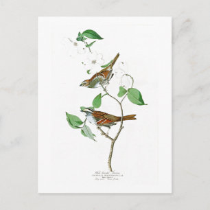 Carte Postale White Throated Sparrow John Audubon Birds America