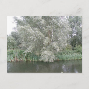 Carte postale White Tree and River Landcape