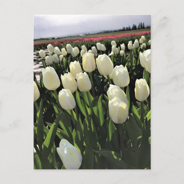 Carte Postale White Tulips à Field, Oregon (Devant)
