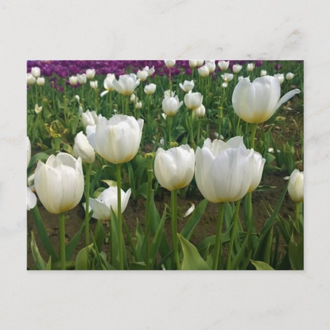 Carte Postale White Tulips à Field, Oregon (Devant)