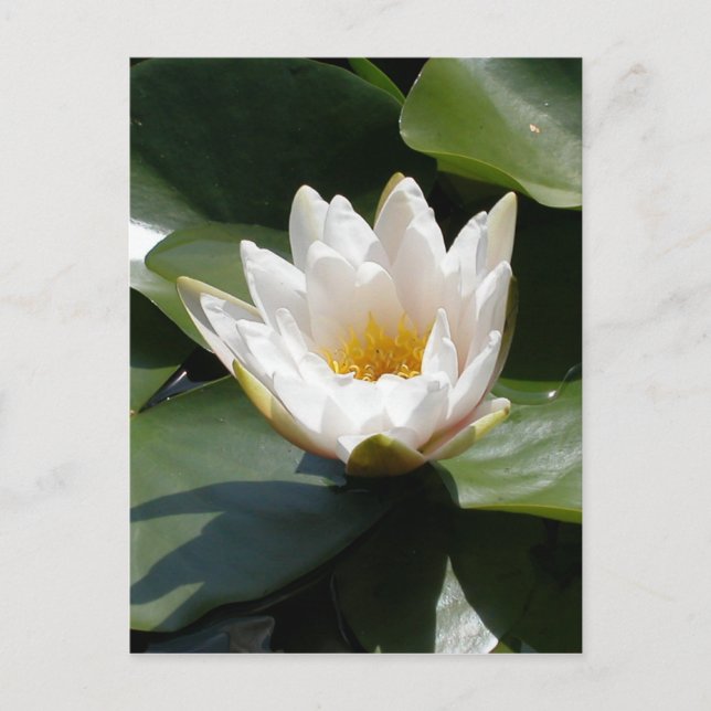 Carte Postale White Water Lily Lotus Flower (Devant)