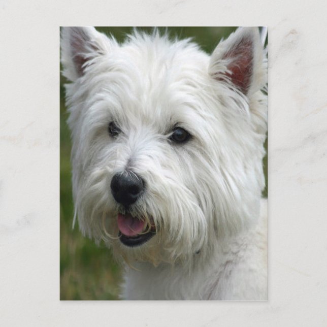 Carte postale White West Highland Terrier (Devant)