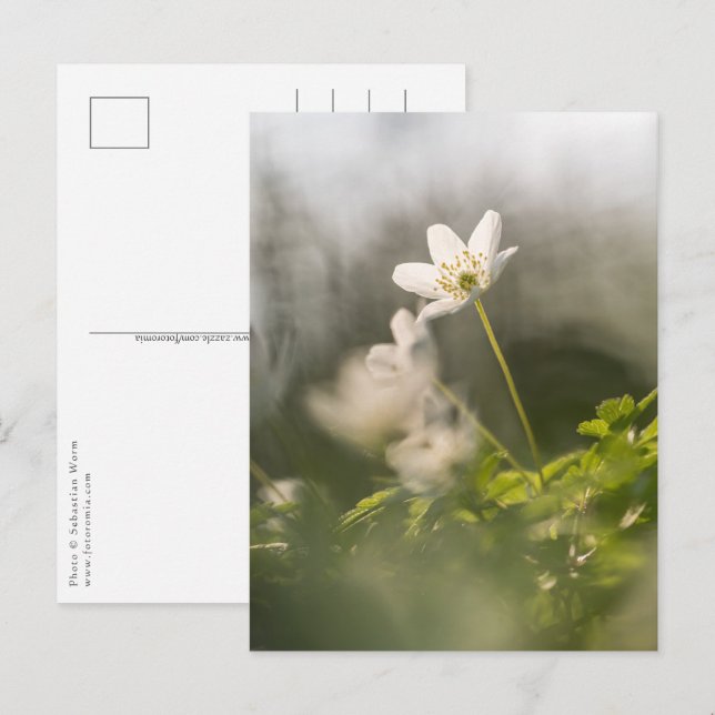 Carte Postale White Windflower Nature (Devant / Derrière)