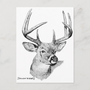 Carte Postale Whitetail Deer