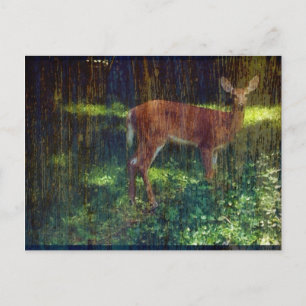Carte Postale Whitetail Deer