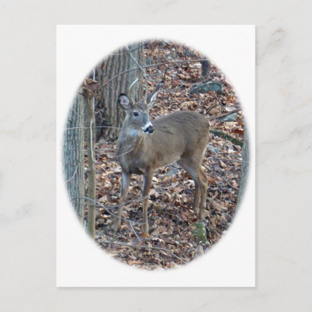 Carte Postale Whitetail Deer Spike Buck Series (Devant)