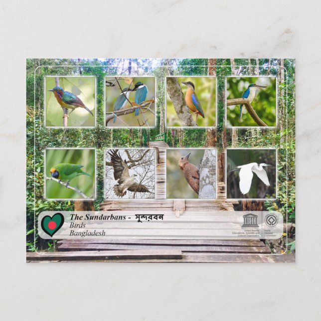 Carte Postale WHS UNESCO - Les Sundarbans (Devant)