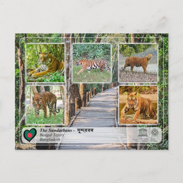 Carte Postale WHS UNESCO - Les Sundarbans (Devant)