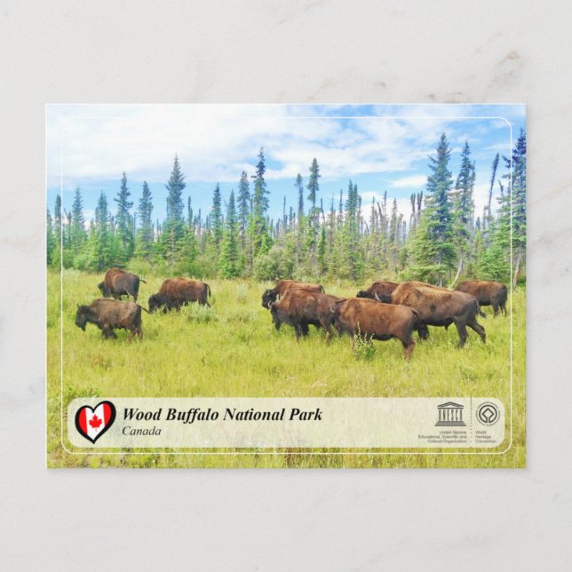 Carte Postale WHS UNESCO - Parc national de Wood Buffalo (Devant)