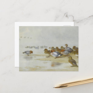 Carte Postale Wigeon et Turquoise au bord de l'eau, Art