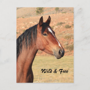 Carte postale Wild and Free Mustang