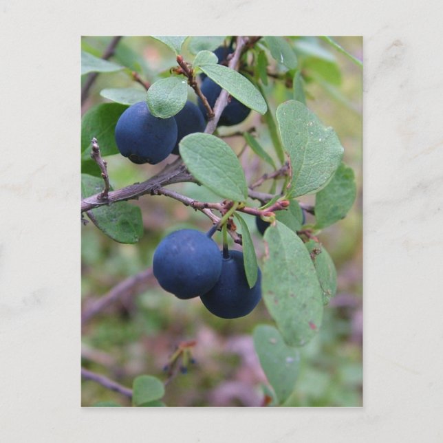 Carte postale Wild Berries, personnaliser (Devant)