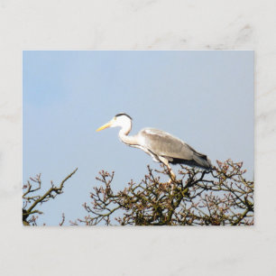 CARTE POSTALE WILD BIRD HERON