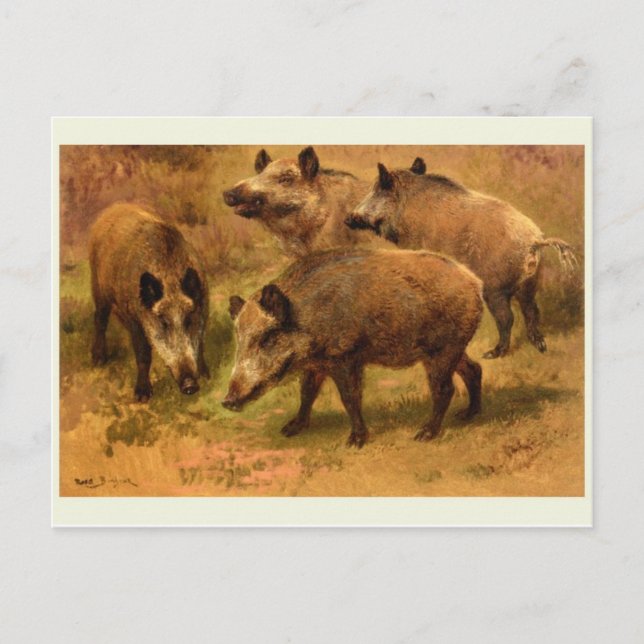 Carte postale Wild Boar (Devant)
