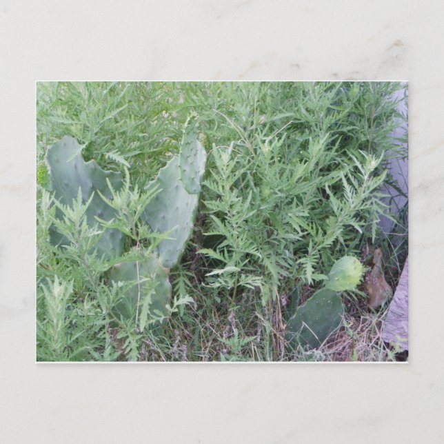 Carte Postale Wild Cactus South Texas (Devant)