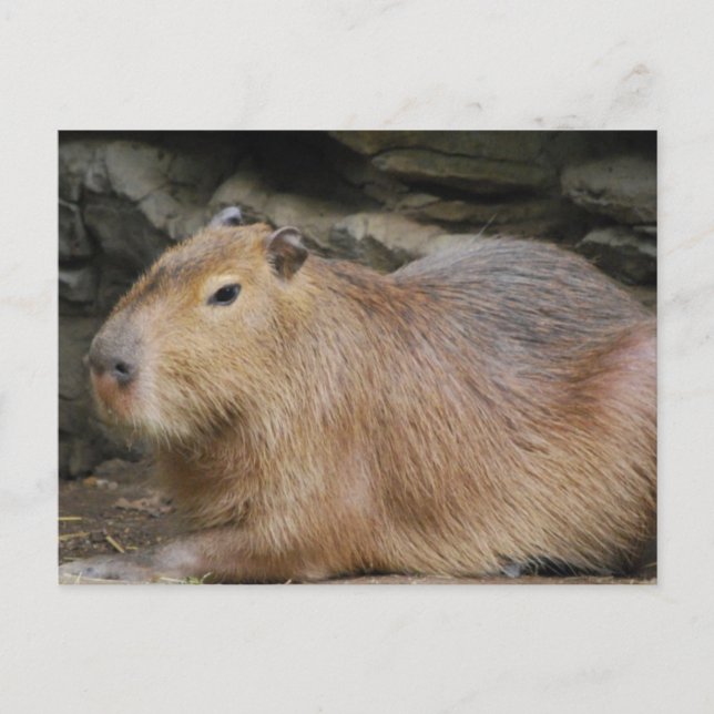 Carte postale Wild Capybara (Devant)