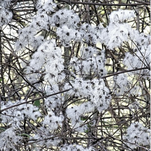 CARTE POSTALE WILD CLEMATIS