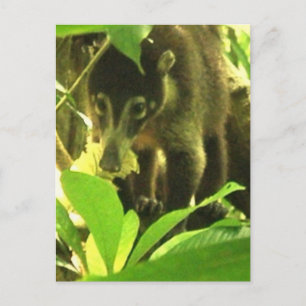 Carte postale Wild Coati
