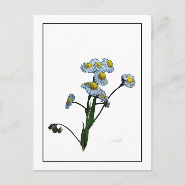 Carte postale Wild Daisy Botanical Photo-Sketch (Devant)
