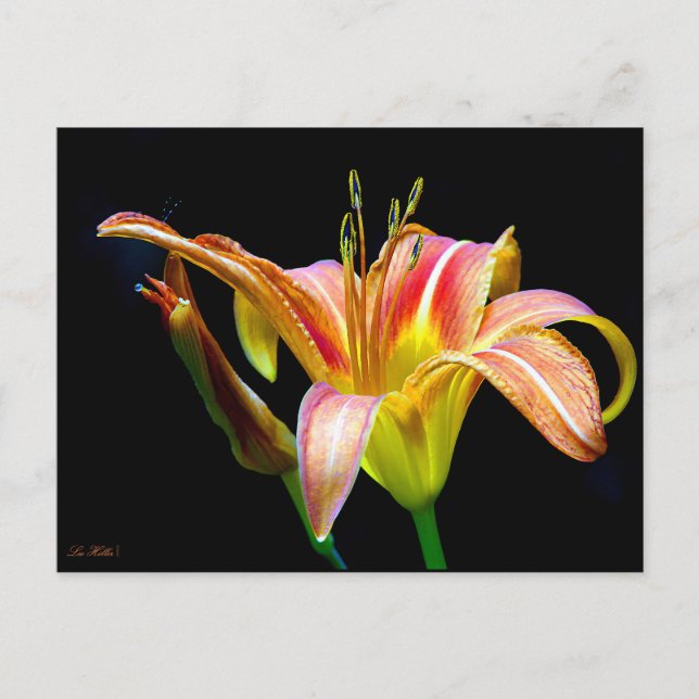 Carte Postale Wild Daylily On A Dark Morning Hike (Devant)