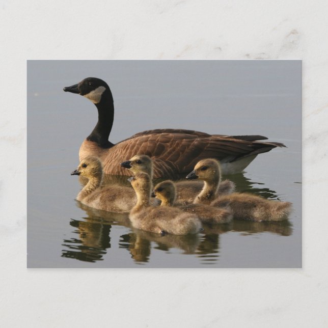 Carte Postale Wild duck family (Devant)