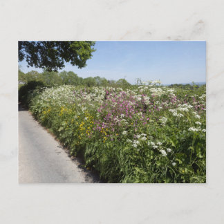 Carte Postale Wild flowers Herefordshire
