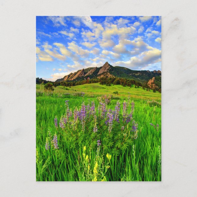 Carte Postale Wild For you (Devant)