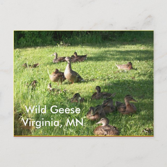 Carte postale Wild Geese (Devant)