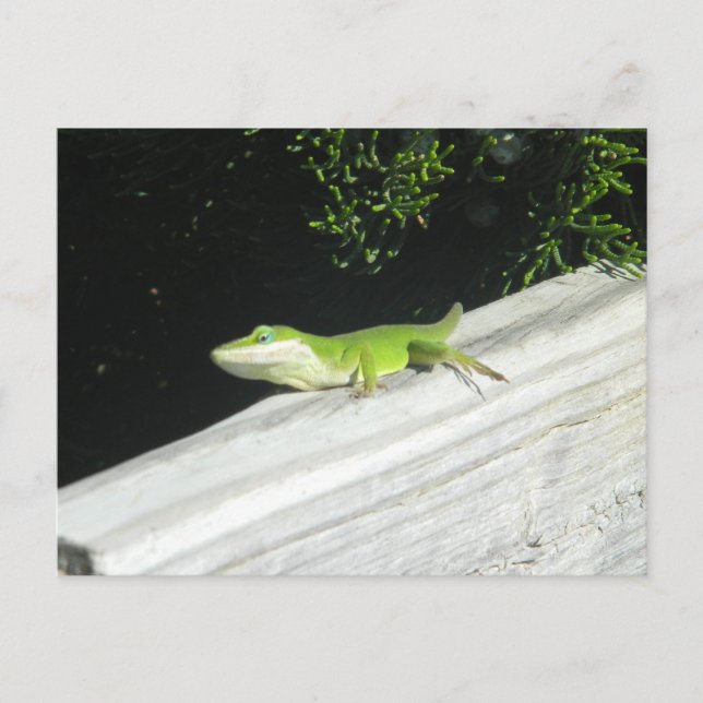 Carte Postale Wild Green Gecko (Devant)