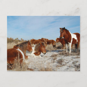 Carte postale Wild Horse, Carte postale de l'île A