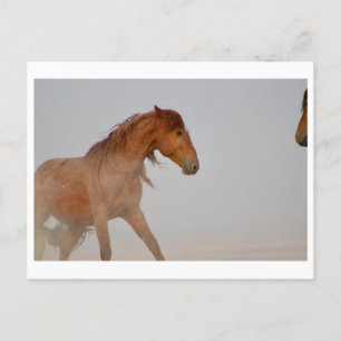 CARTE POSTALE WILD HORSE DE L'UTAH DANS LE DÉSERT DE L'OUEST