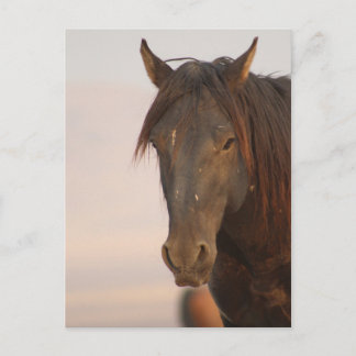 CARTE POSTALE WILD HORSE DE L'UTAH DANS LE DÉSERT DE L'OUEST