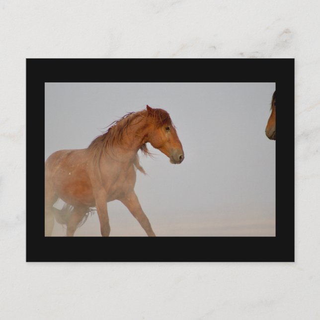 CARTE POSTALE WILD HORSE DE L'UTAH DANS LE DÉSERT DE L'OUEST (Devant)