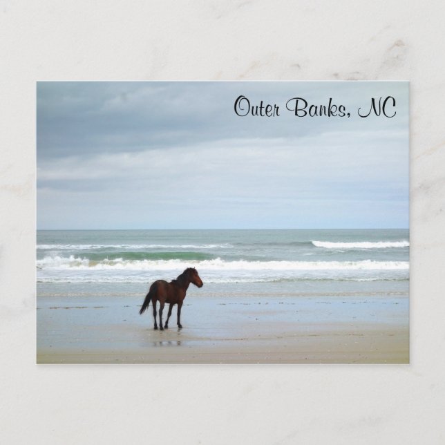 Carte Postale Wild Horse Outer Banks Corolla NC (Devant)