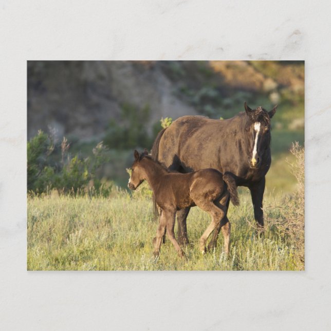 Carte Postale Wild Horses at Theodore Roosevelt National Park (Devant)