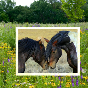 Carte postale WIld Horses Touching Noses