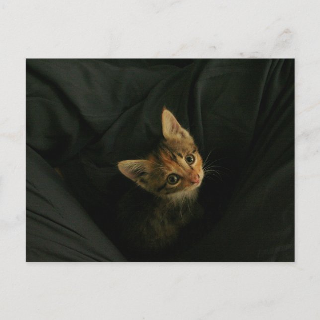 Carte Postale Wild L. (Devant)