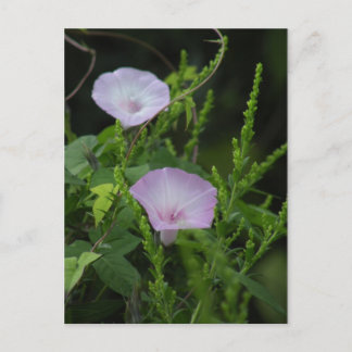 Carte postale Wild Morning Glory