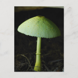 Carte Postale Wild Mushroom Photo 