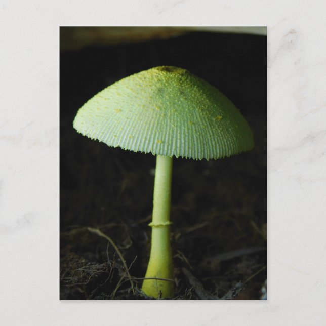 Carte Postale Wild Mushroom Photo  (Devant)