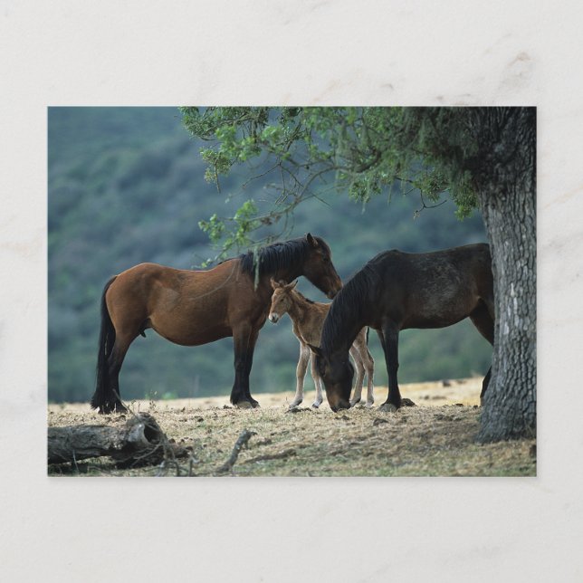 Carte Postale Wild Mustang Mare & Foal (Devant)