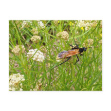 Carte postale Wild New Mexico Wasp