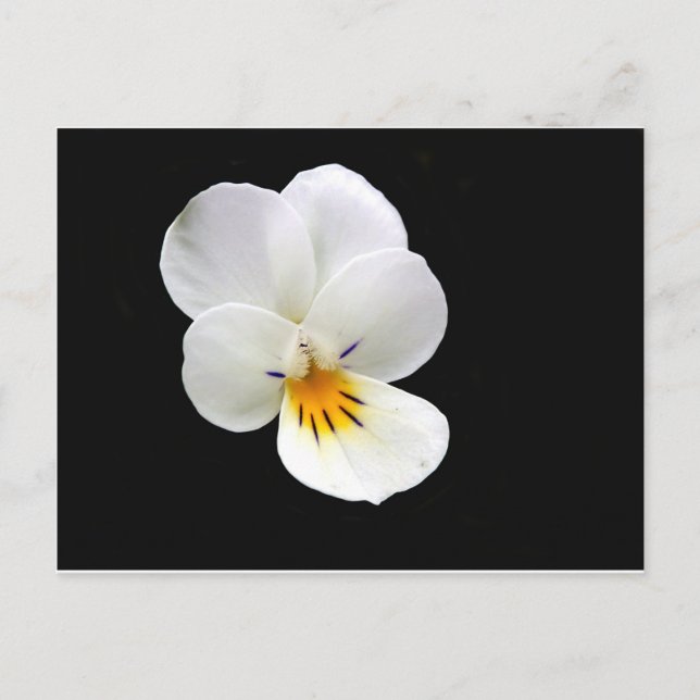 Carte postale Wild Pansy (Devant)