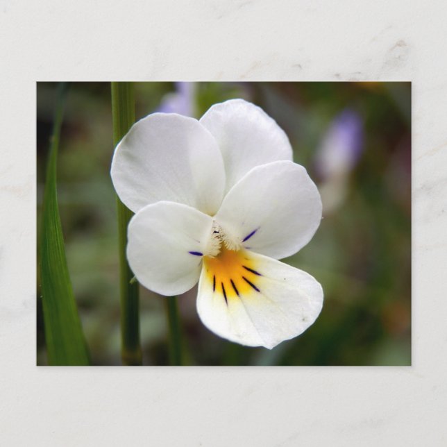 Carte postale Wild Pansy (Devant)