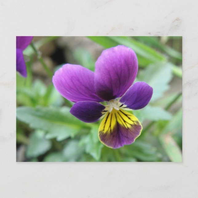 Carte postale Wild Pansy (Devant)