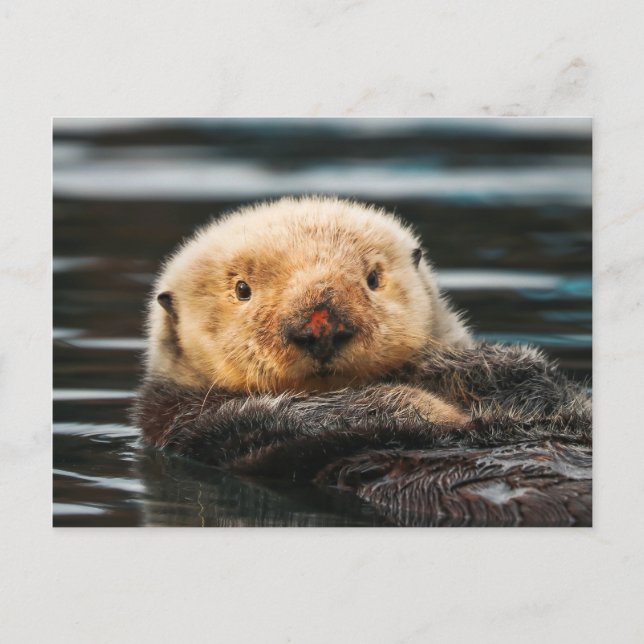 Carte postale Wild Sea Otter Portrait (Devant)