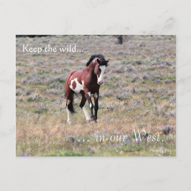 Carte Postale Wild Stallion, Pré-adressé : Sec de l'intérieur (Devant)