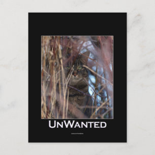 Carte Postale Wild Tabby Cat Demotivation Animal