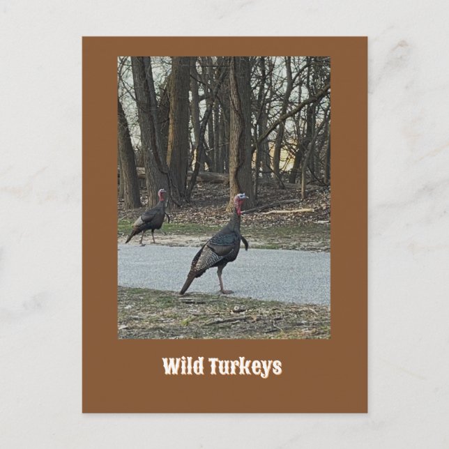 Carte postale Wild Turkeys (Devant)