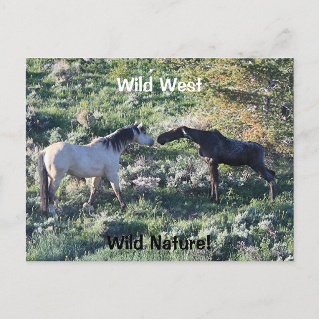 Carte Postale Wild West Wild Nature Amusante Cheval et orignal (Devant)